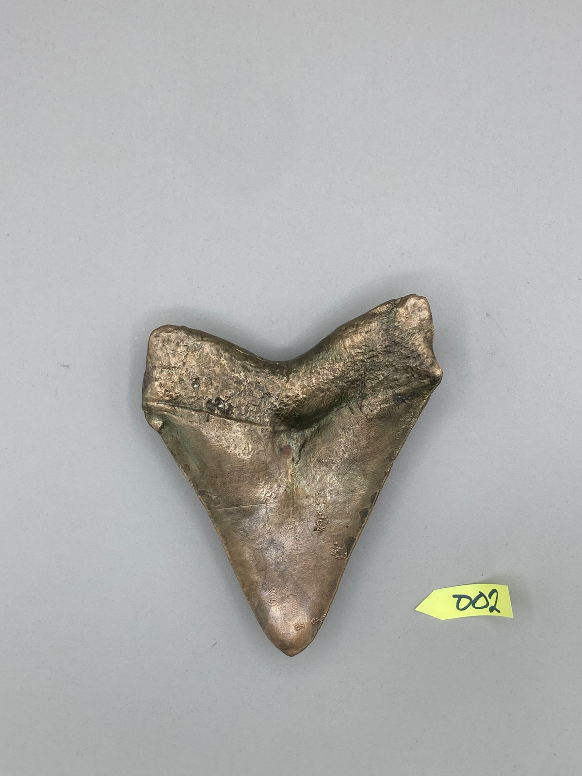 Hand Poured Bronze Megalodon Tooth Limited Edition Series cast 2/5