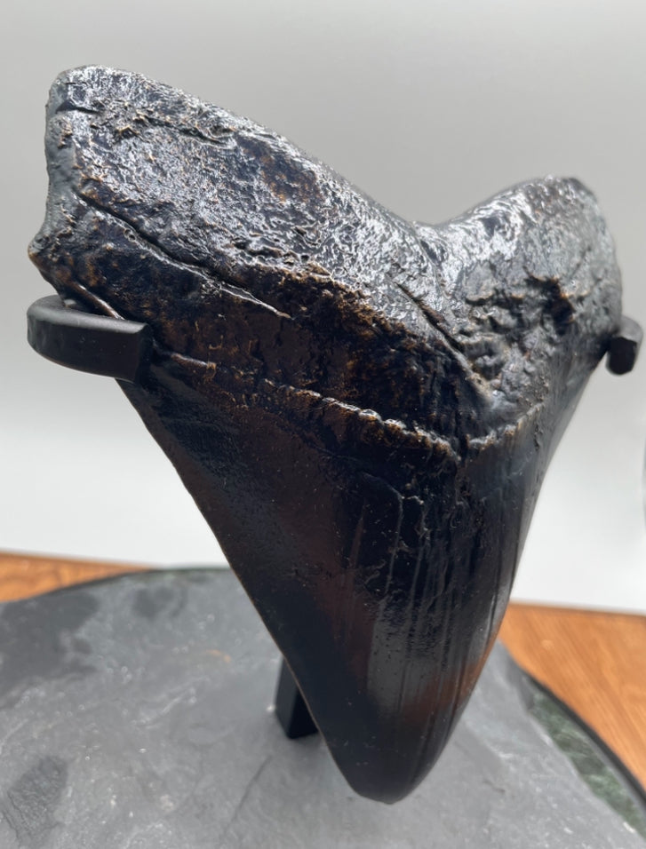 Hand Poured Bronze Megalodon Tooth Unique Edition 1/1 comes with custom stand