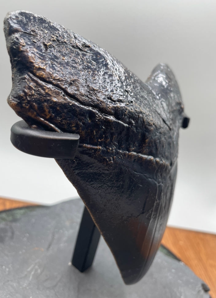 Hand Poured Bronze Megalodon Tooth Unique Edition 1/1 comes with custom stand