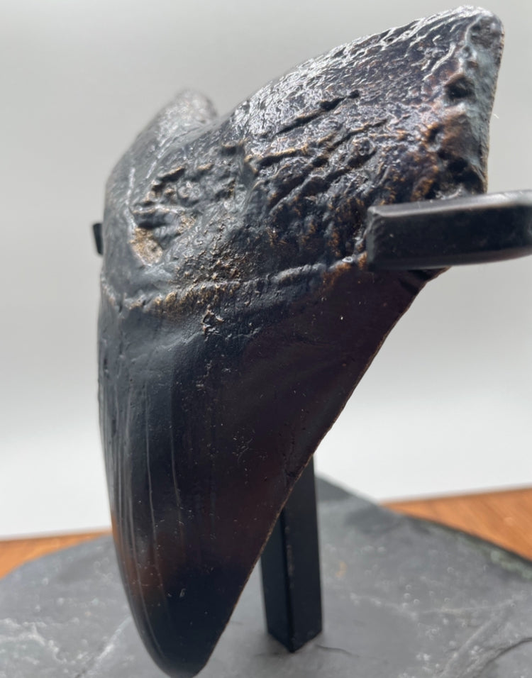 Hand Poured Bronze Megalodon Tooth Unique Edition 1/1 comes with custom stand