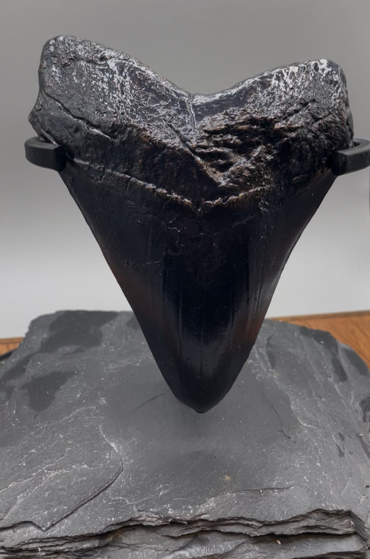 Hand Poured Bronze Megalodon Tooth Unique Edition 1/1 comes with custom stand