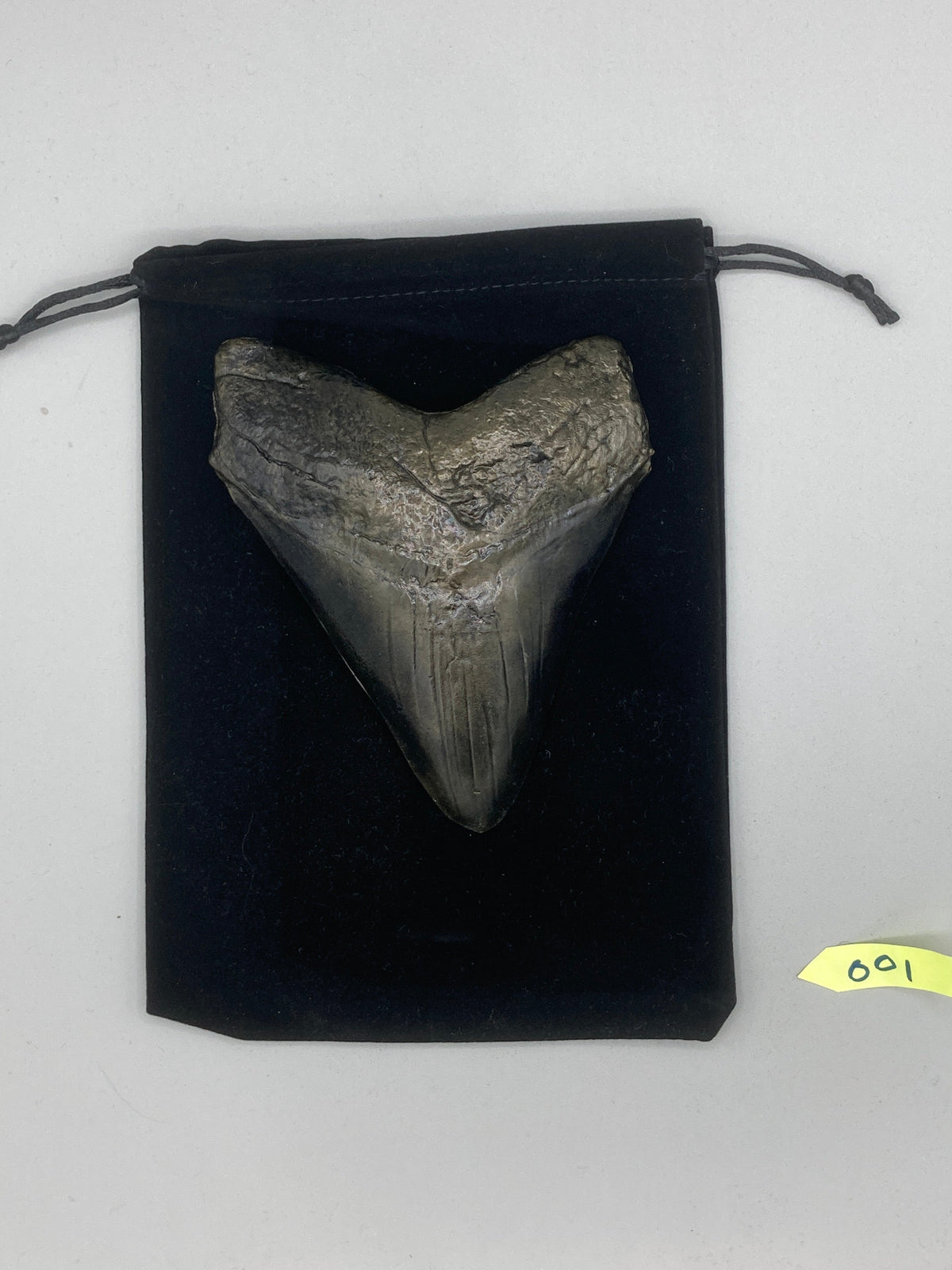 Hand Poured Bronze Megalodon Tooth Limited Edition Series cast 1/5