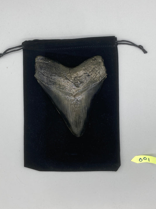 Hand Poured Bronze Megalodon Tooth Limited Edition Series cast 1/5