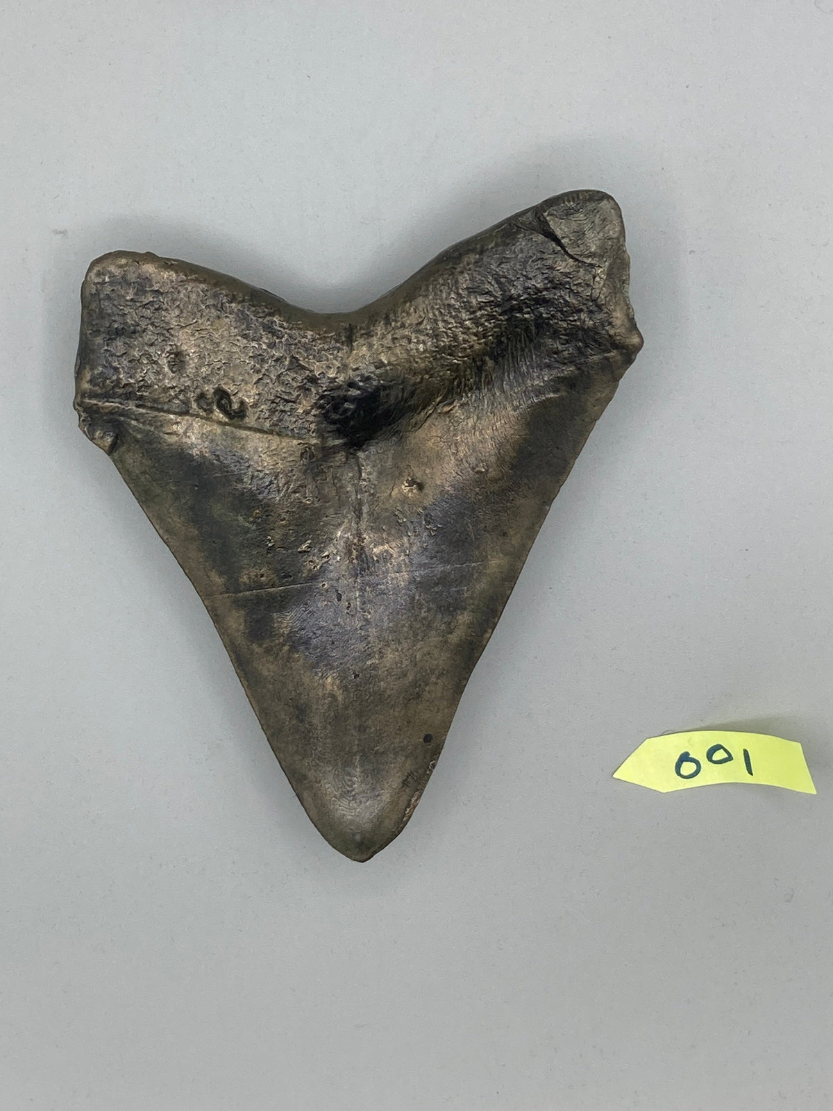 Hand Poured Bronze Megalodon Tooth Limited Edition Series cast 1/5