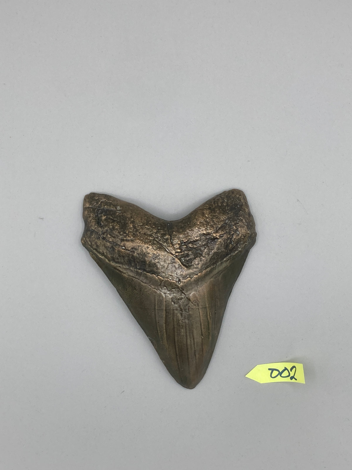 Hand Poured Bronze Megalodon Tooth Limited Edition Series cast 2/5