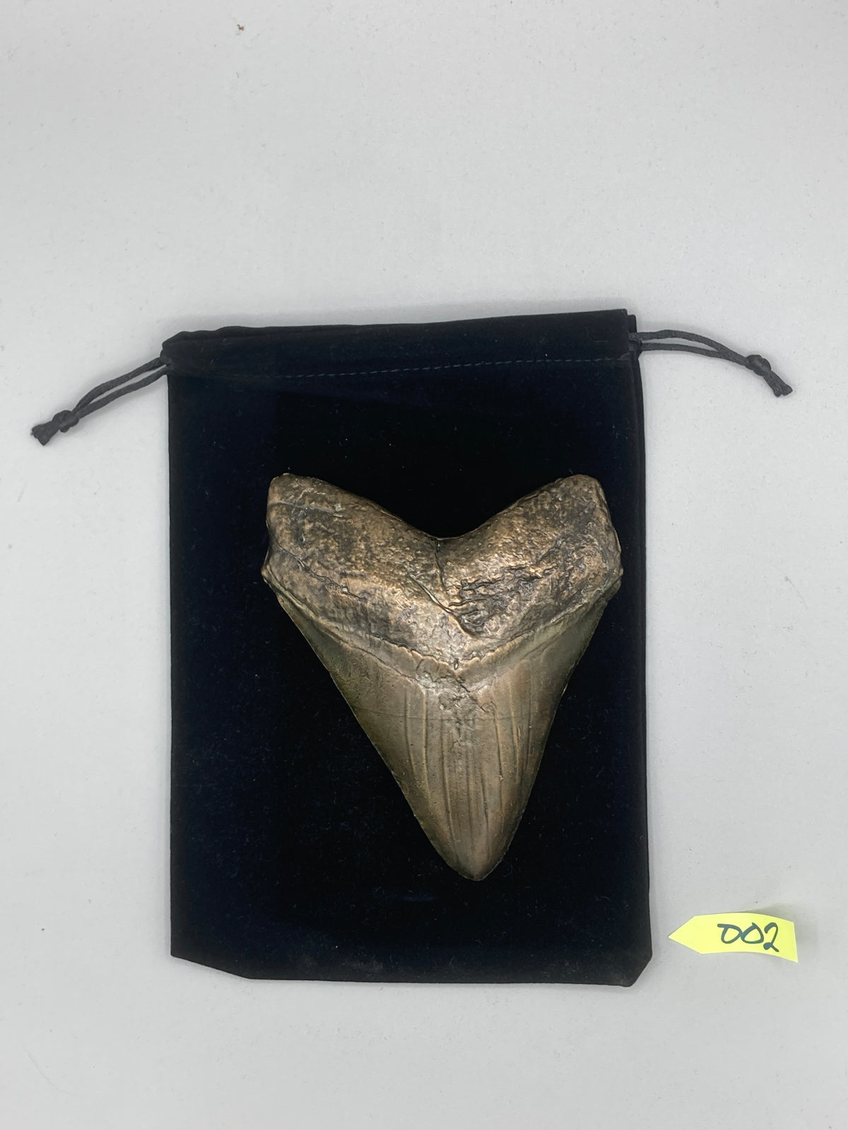 Hand Poured Bronze Megalodon Tooth Limited Edition Series cast 2/5