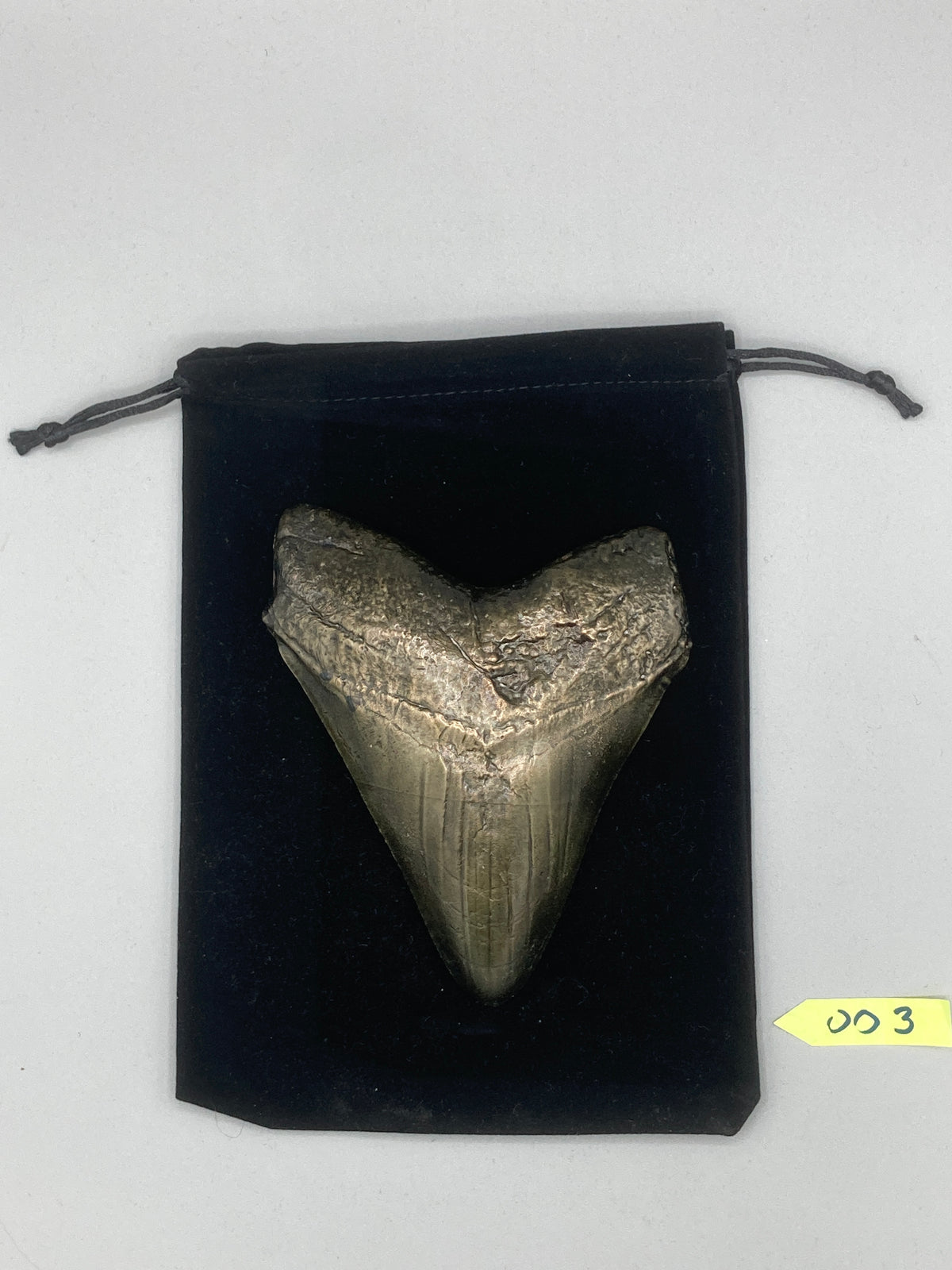 Hand Poured Bronze Megalodon Tooth Limited Edition Series cast 3/5