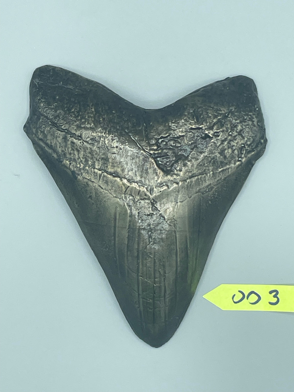 Hand Poured Bronze Megalodon Tooth Limited Edition Series cast 3/5