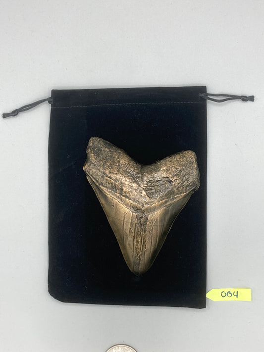 Hand Poured Bronze Megalodon Tooth Limited Edition Series cast 4/5