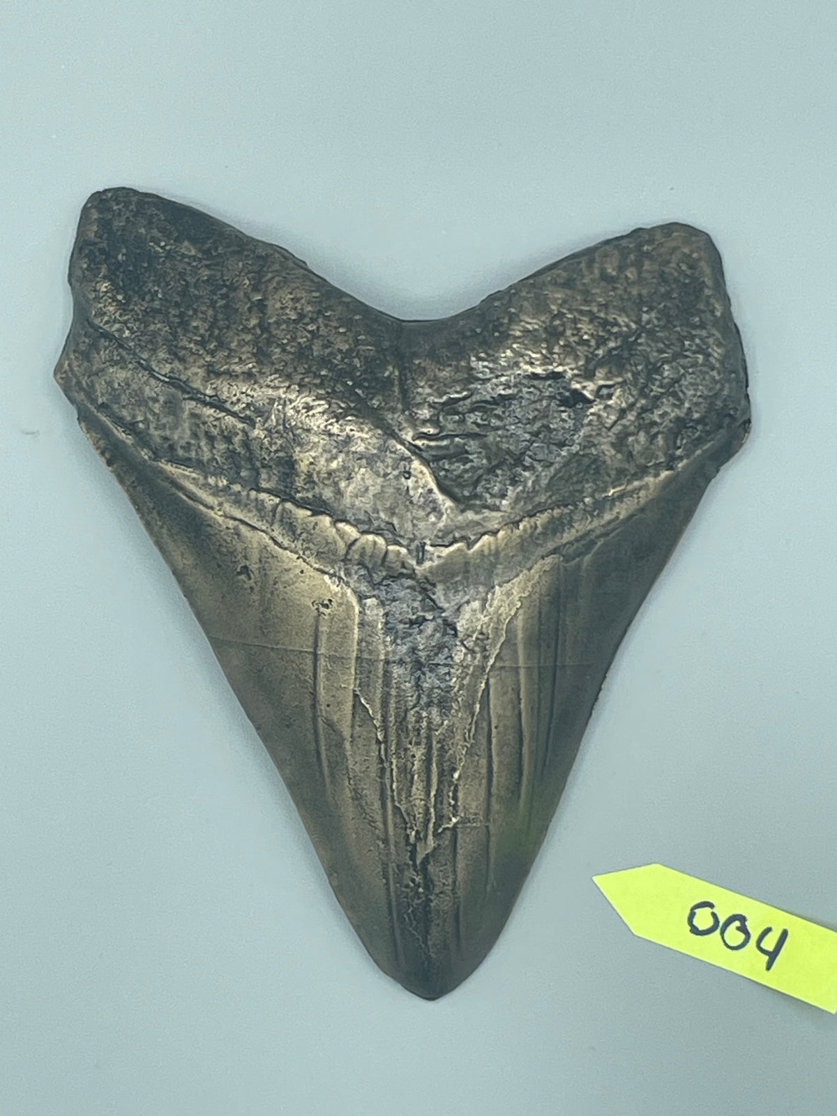 Hand Poured Bronze Megalodon Tooth Limited Edition Series cast 4/5