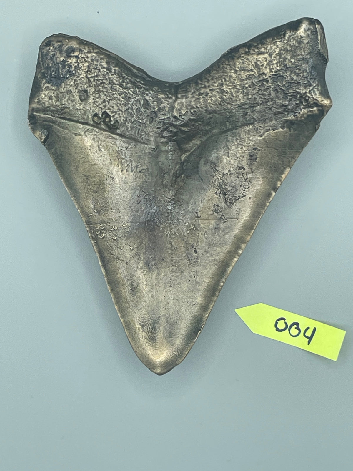 Hand Poured Bronze Megalodon Tooth Limited Edition Series cast 4/5