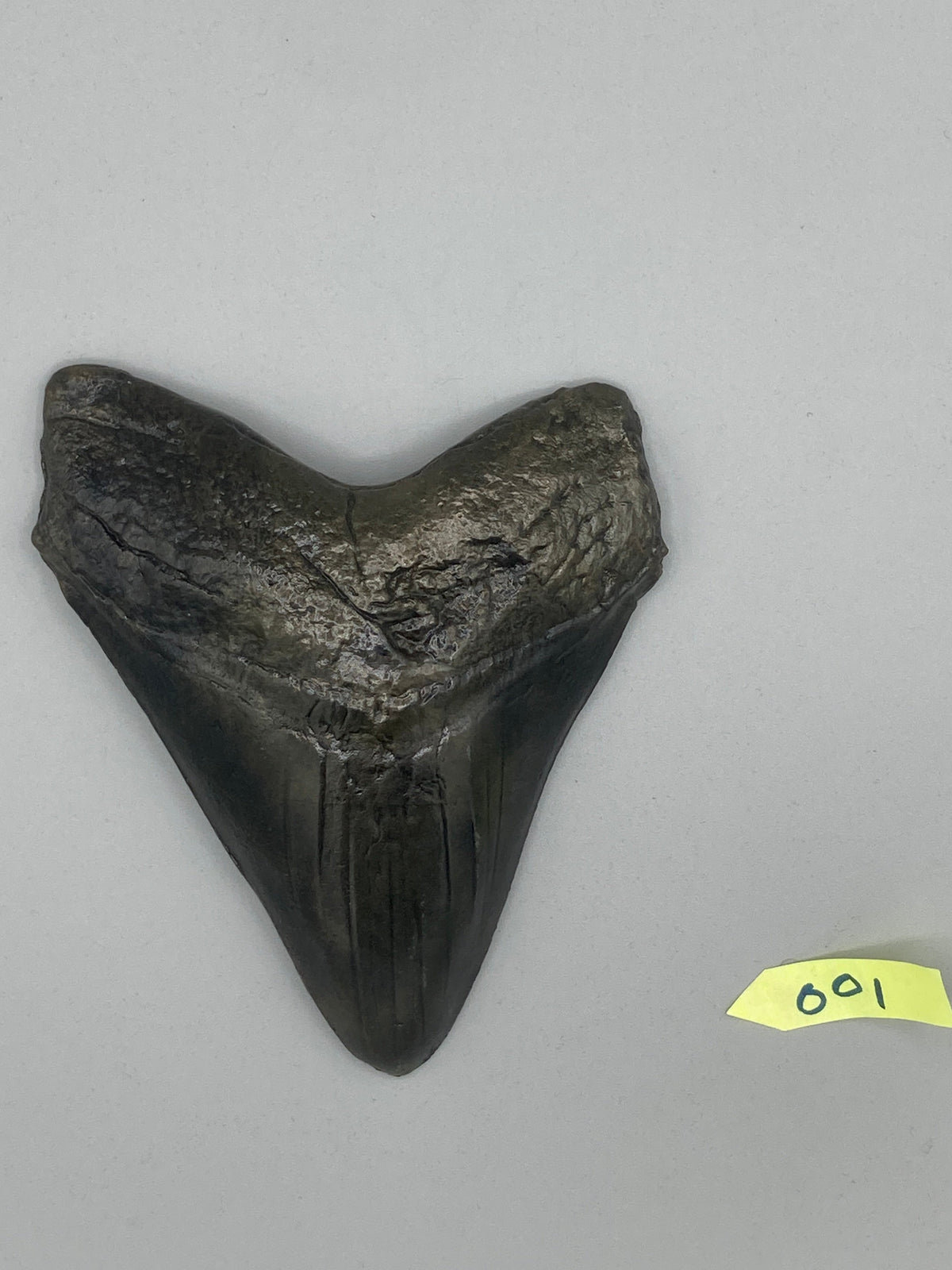 Hand Poured Bronze Megalodon Tooth Limited Edition Series cast 1/5