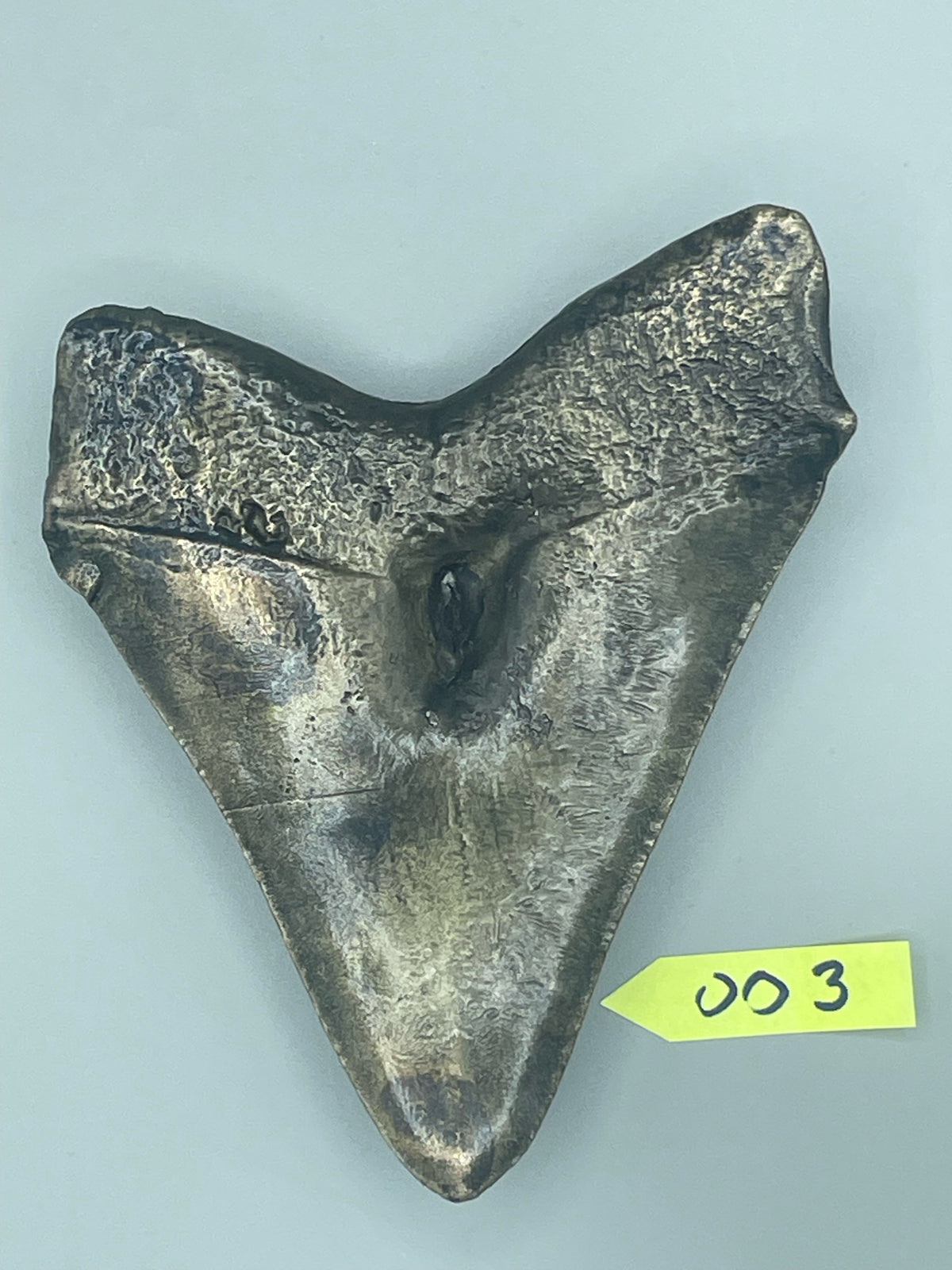 Hand Poured Bronze Megalodon Tooth Limited Edition Series cast 3/5