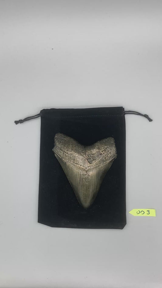 Hand Poured Bronze Megalodon Tooth Limited Edition Series cast 3/5