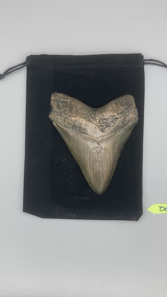 Hand Poured Bronze Megalodon Tooth Limited Edition Series cast 2/5