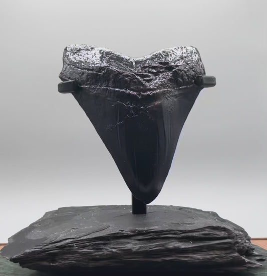 Hand Poured Bronze Megalodon Tooth Unique Edition 1/1 comes with custom stand